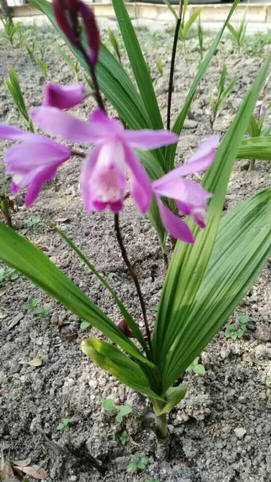 看神农架地区纯野生白芨块茎及果荚