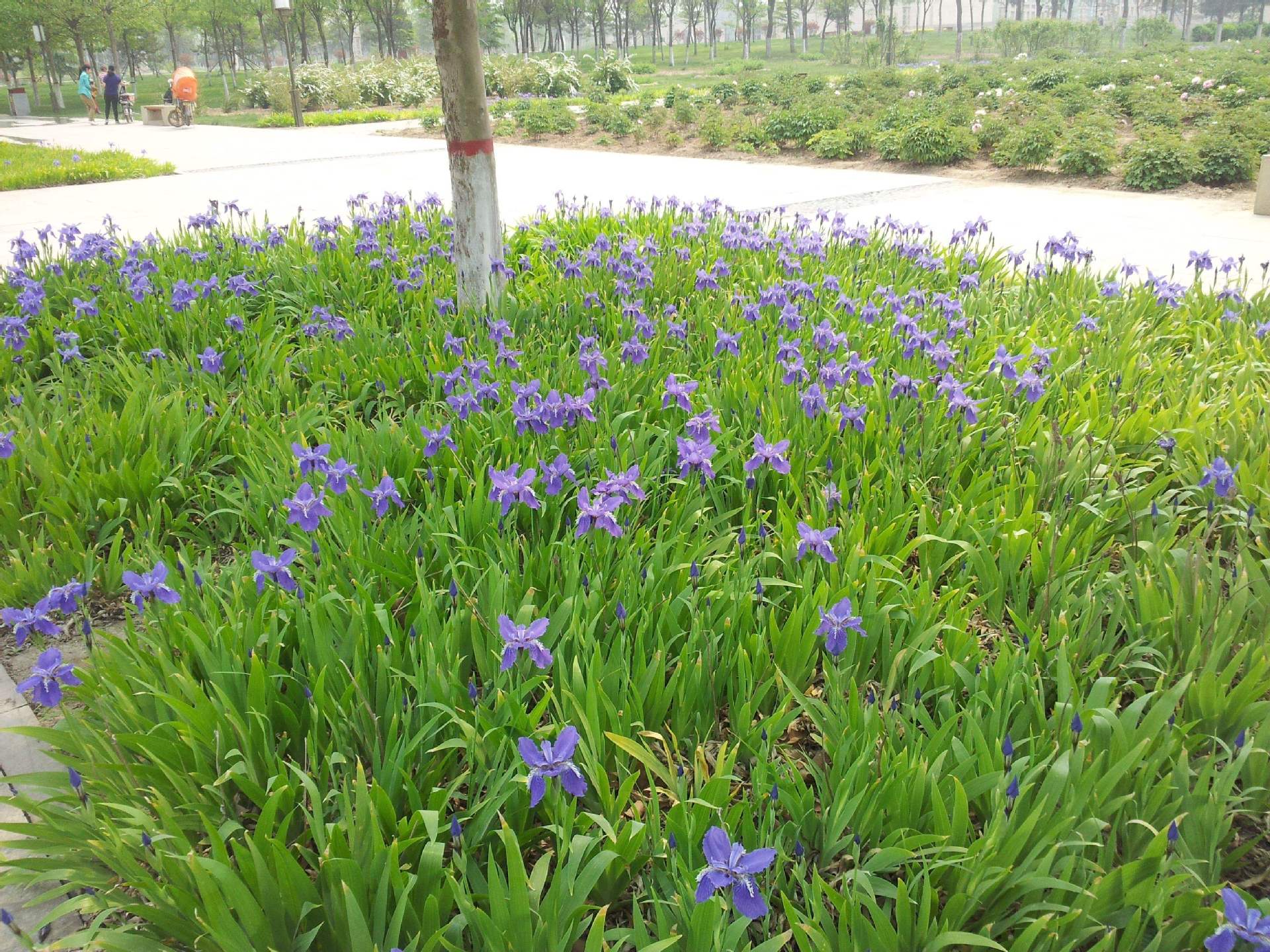 鸢尾花苗工程苗木莺尾花蝴蝶花蝴蝶兰苗花灌木花苗批发蓝花苗