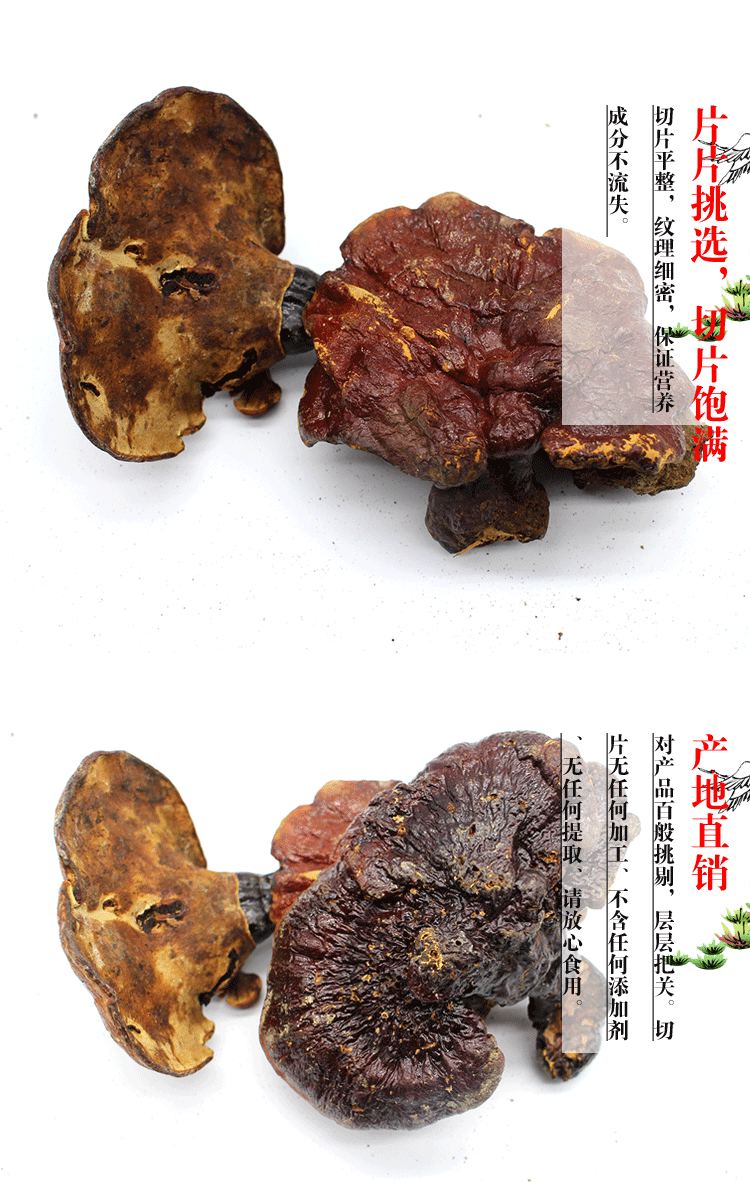 农户自挖自采 野生灵芝红灵芝丹芝苦灵芝 赤灵芝来自深山长寿之乡