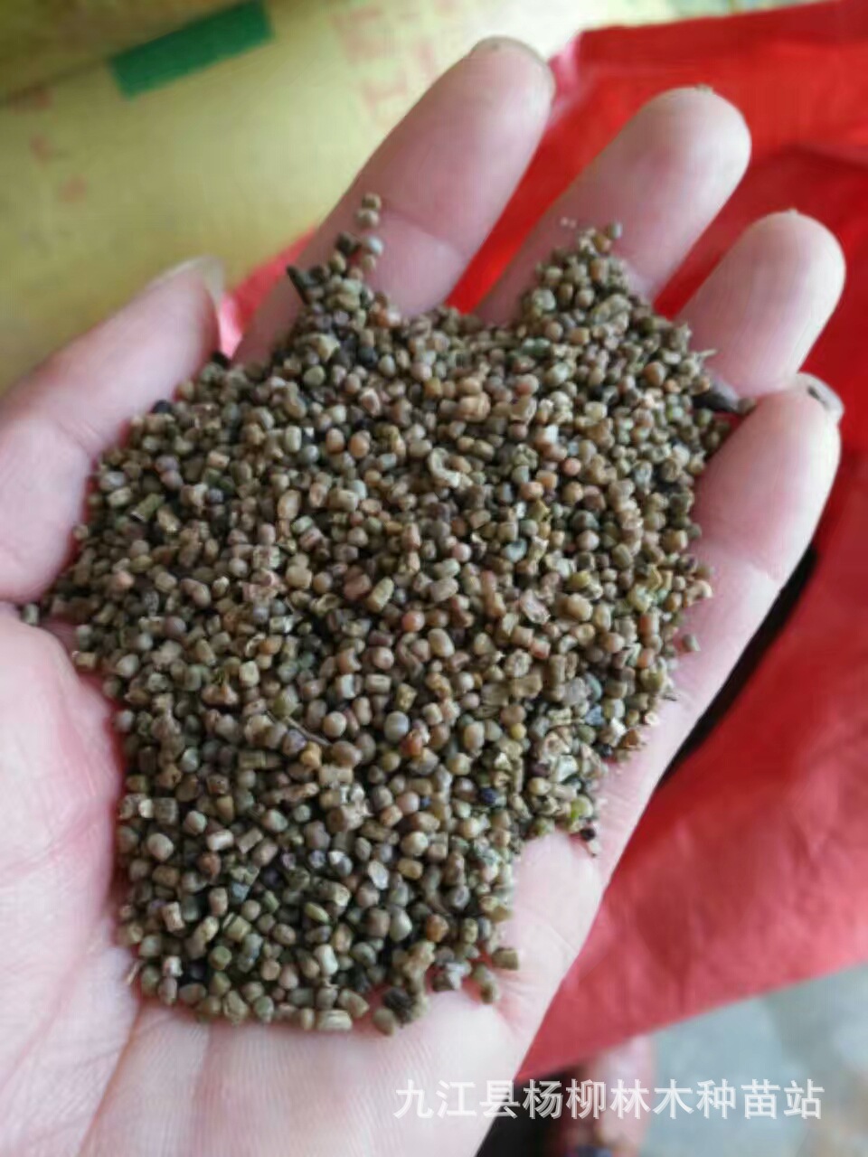 供应马棘子 马棘种子 马棘 护坡种子 灌木种子 马棘种子图片