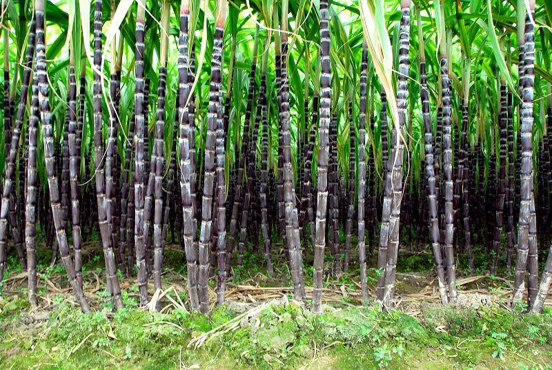 提取物 甘蔗提取物 10:1 比例提取物 斯诺特厂家 甘蔗是甘蔗属的总称