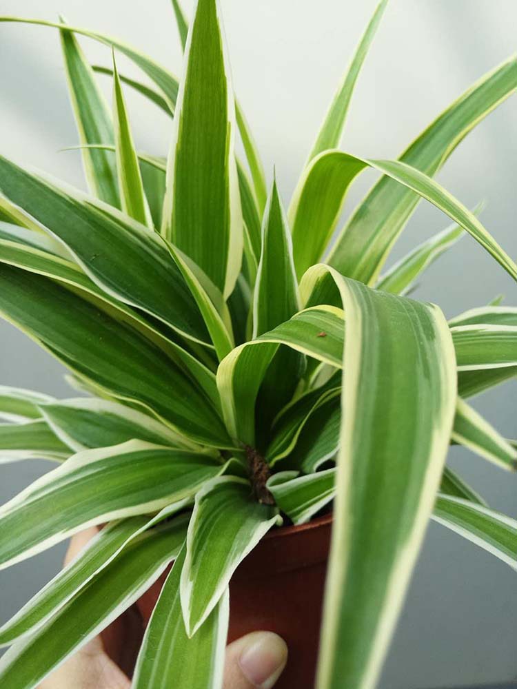 【基地直供】批发金边吊兰(110)水培植物花卉绿植盆栽常绿创意