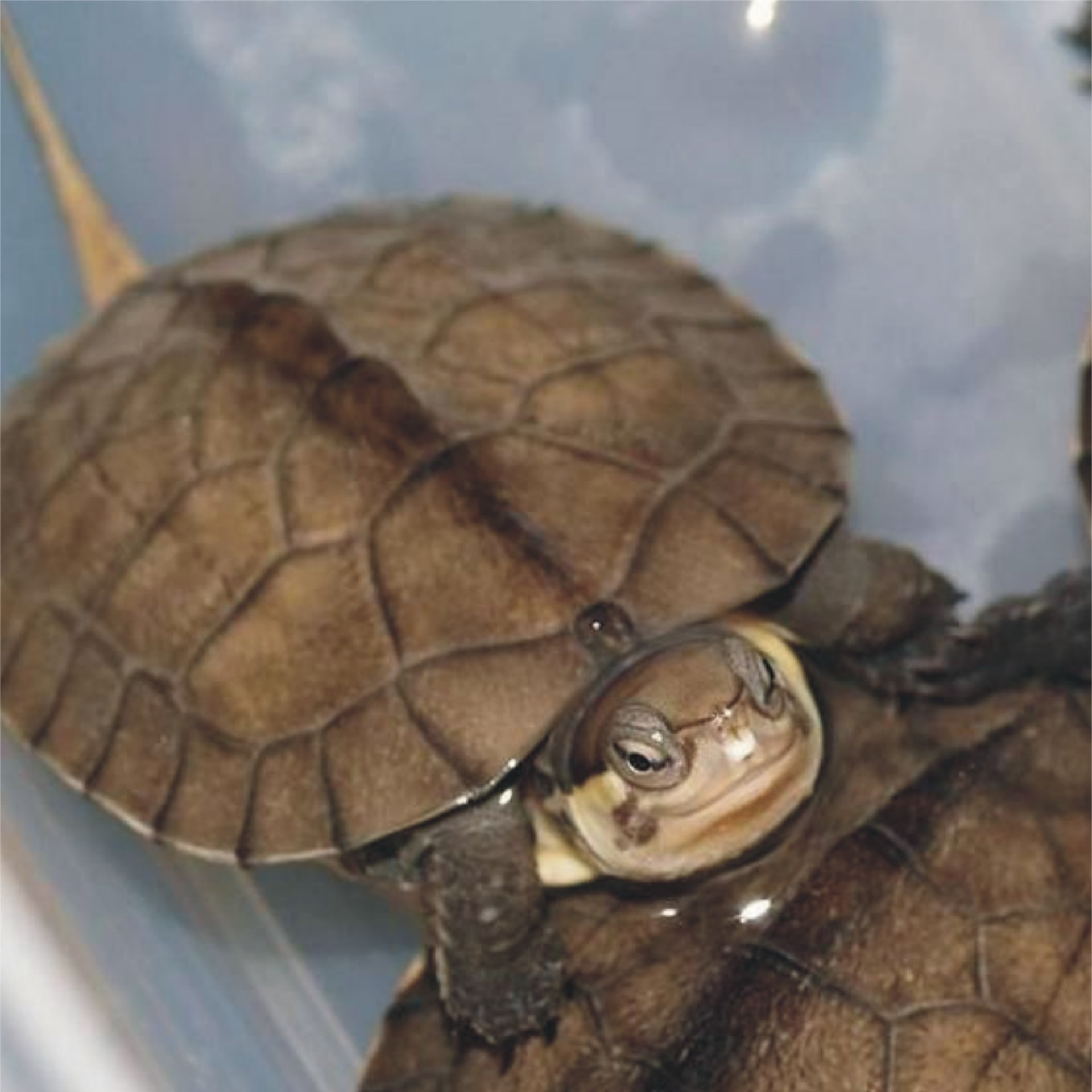 黄喉拟水龟头苗 南种石金钱龟 5cm大苗 纯种南石苗 乌龟宠物龟