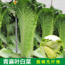天津青麻叶直筒形白菜种籽秋季绿大青麻叶大白菜四季播蔬菜种孑