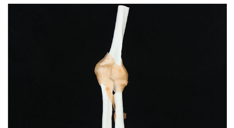 带韧带肘关节人体模型正骨教学医用自然大人体关节骨骼胳膊肘模型