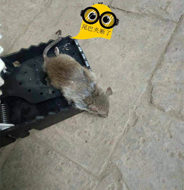 厂家直批高灵敏猛咬式强力塑料老鼠夹灭鼠神器跑江湖地摊产品