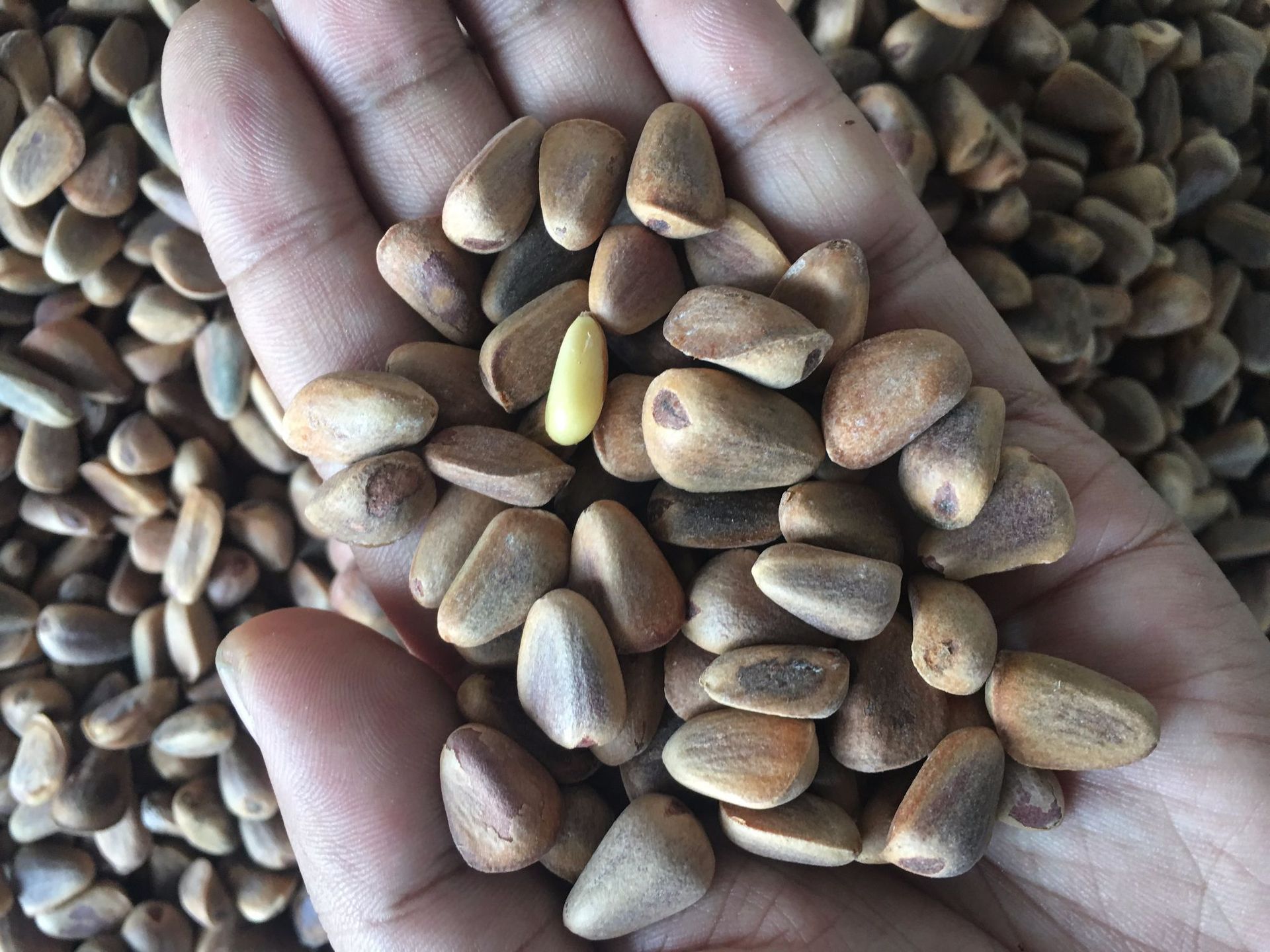 散装生松子未分选统货 野生新鲜生的红松子 东北黑龙江特产俄罗斯