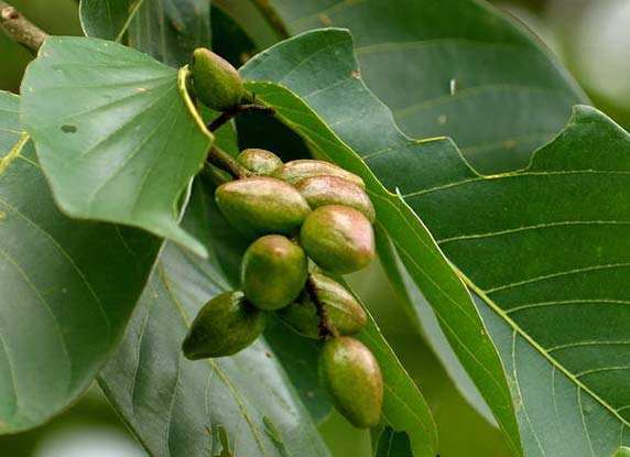 诃子提取物101随风子诃子素直销现货包邮
