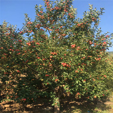 河北 八棱海棠 123小苹果  京红 果海棠 沙丁子 苹果树 沙果树