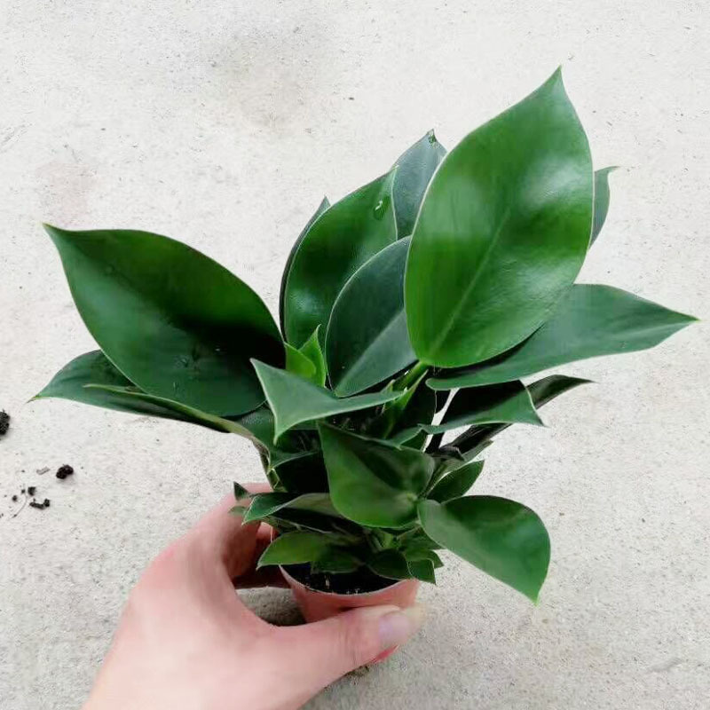 【基地直供】室内观叶植物 净化空气绿植花卉盆栽 70#绿公主绿钻