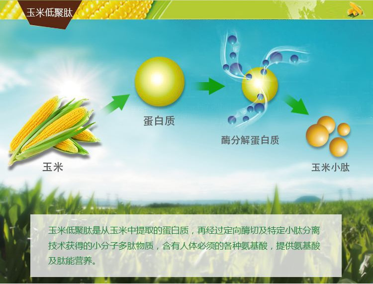 玉米肽粉 小分子 易吸收 低聚肽 斯诺特直销