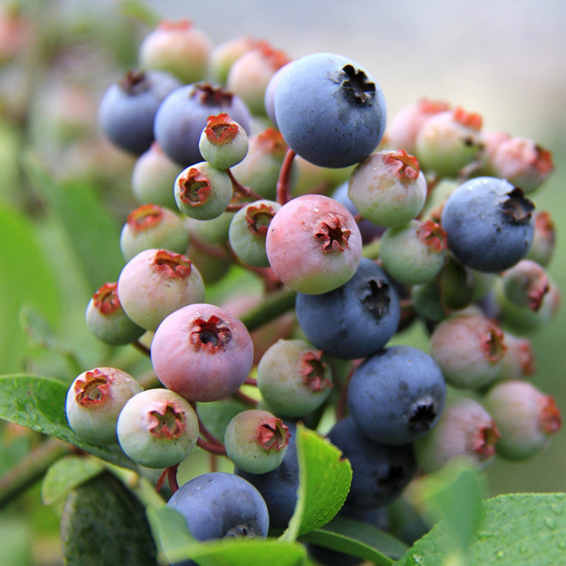 兔眼蓝莓苗丰产稳丰现挖现卖蓝莓树苗品种纯正根系发达蓝莓树苗