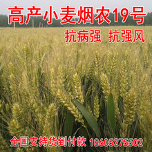 新品种农作物高产小麦烟农19号小麦籽亩产1400斤抗病强抗强风