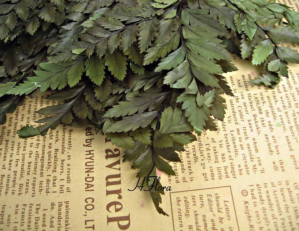 10片/扎高山羊齿保鲜花diy插花盒辅材永生花节庆礼品厂家供应批发