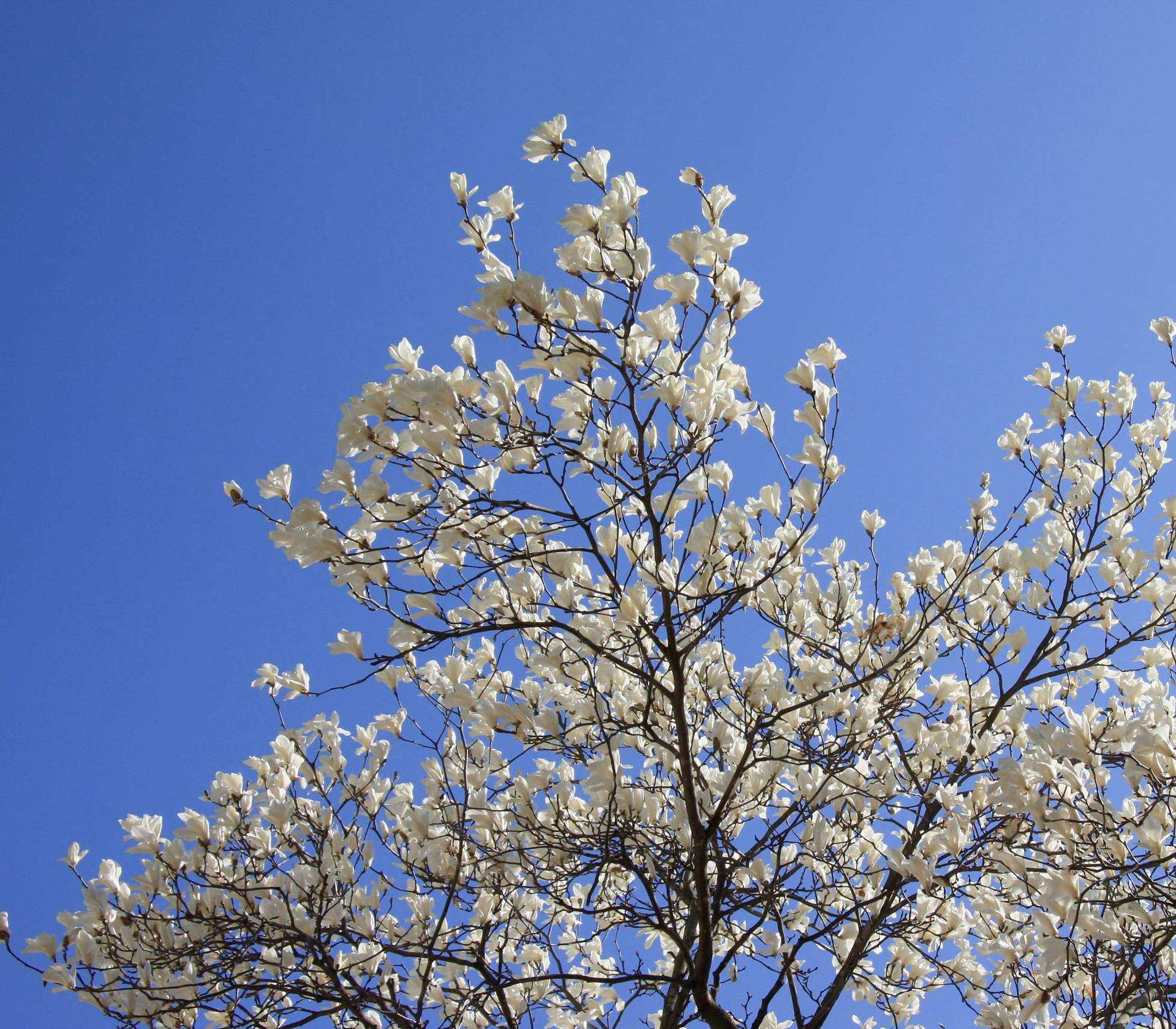 成都玉兰树-成都玉兰树厂家,品牌,图片,热帖-阿里巴巴