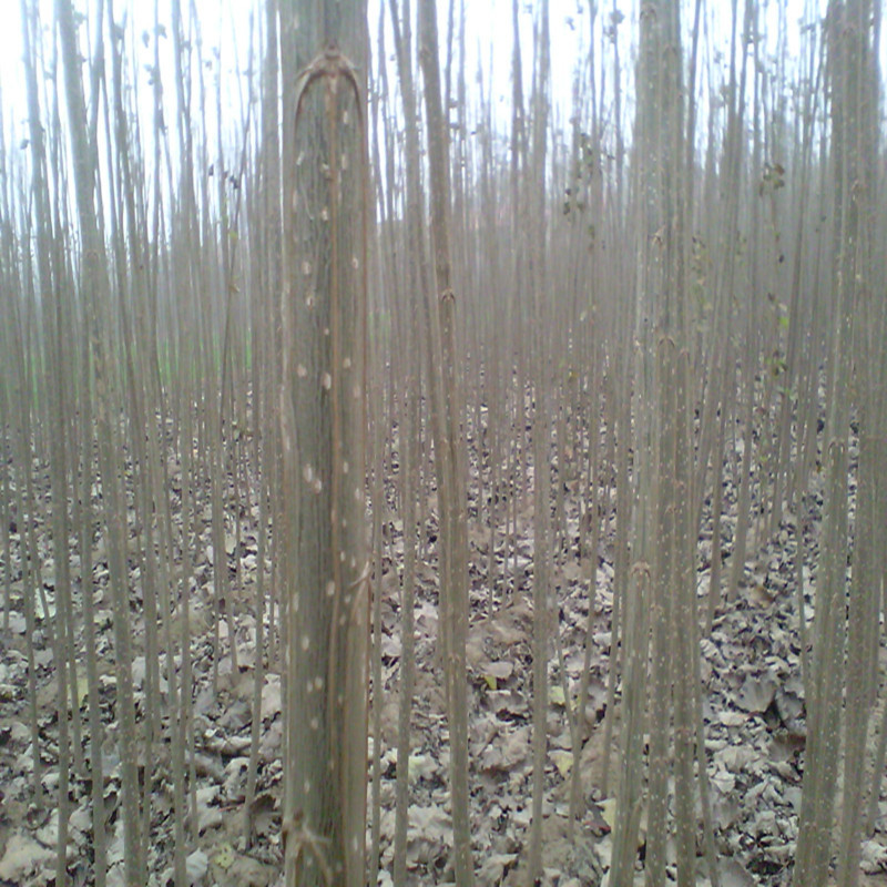 供应07速生杨 108毛白杨树苗