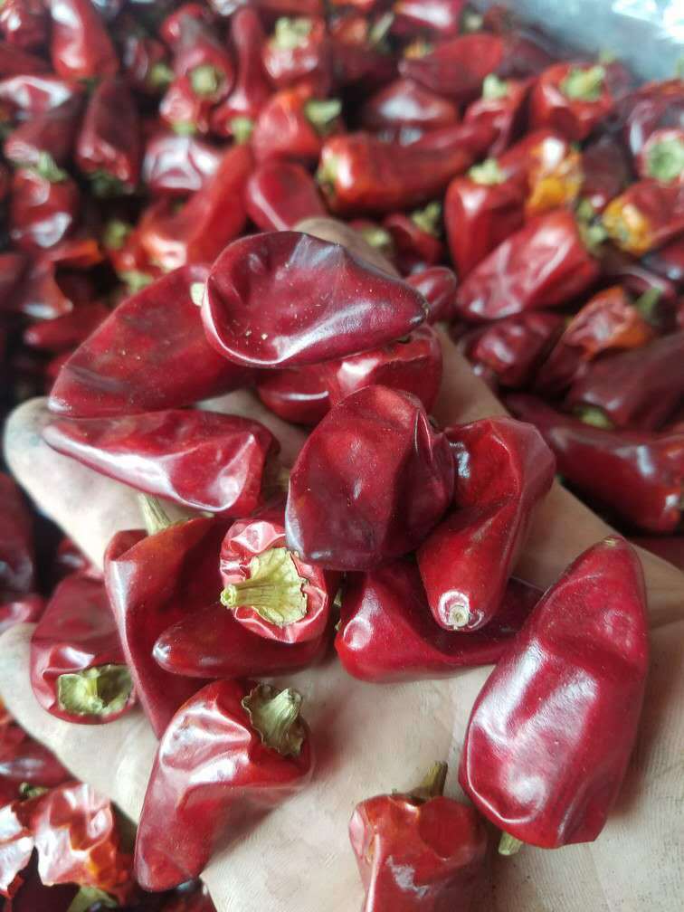 文山小灯笼辣比贵州灯笼椒还小的灯笼椒