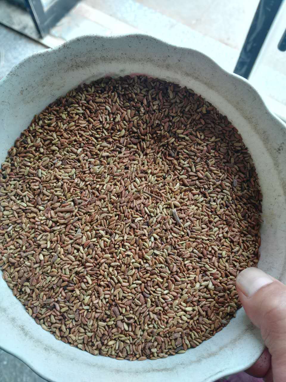 批发棉槐种子 棉槐树棉槐 紫穗槐种子棉槐种植技术