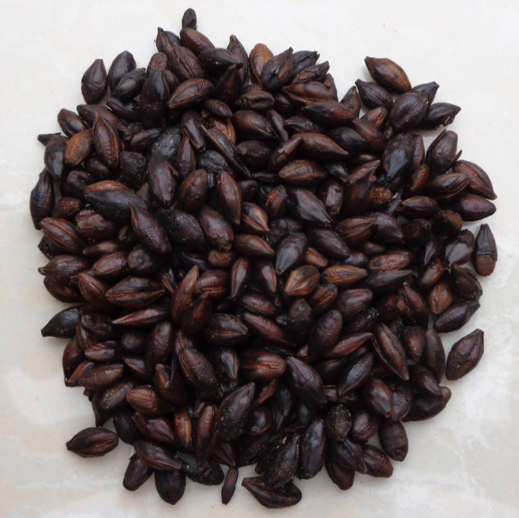 中药材批发 焦麦芽 麦芽 一件代发 代加工超细粉