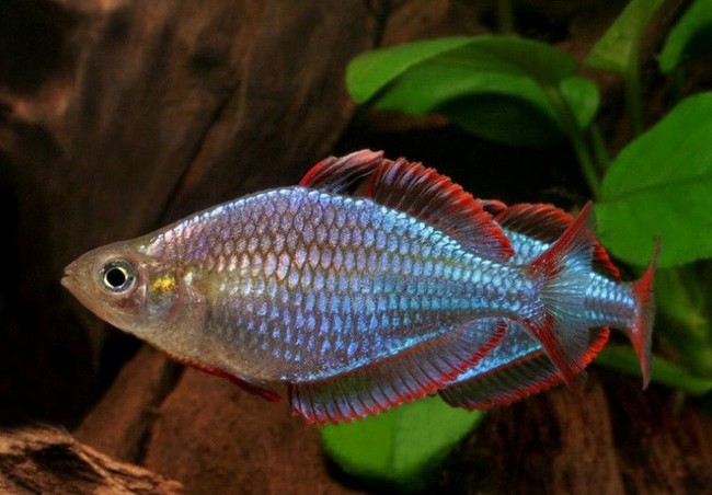 电光美人鱼 小彩虹 观赏鱼 热带鱼 宠物鱼 电光鱼