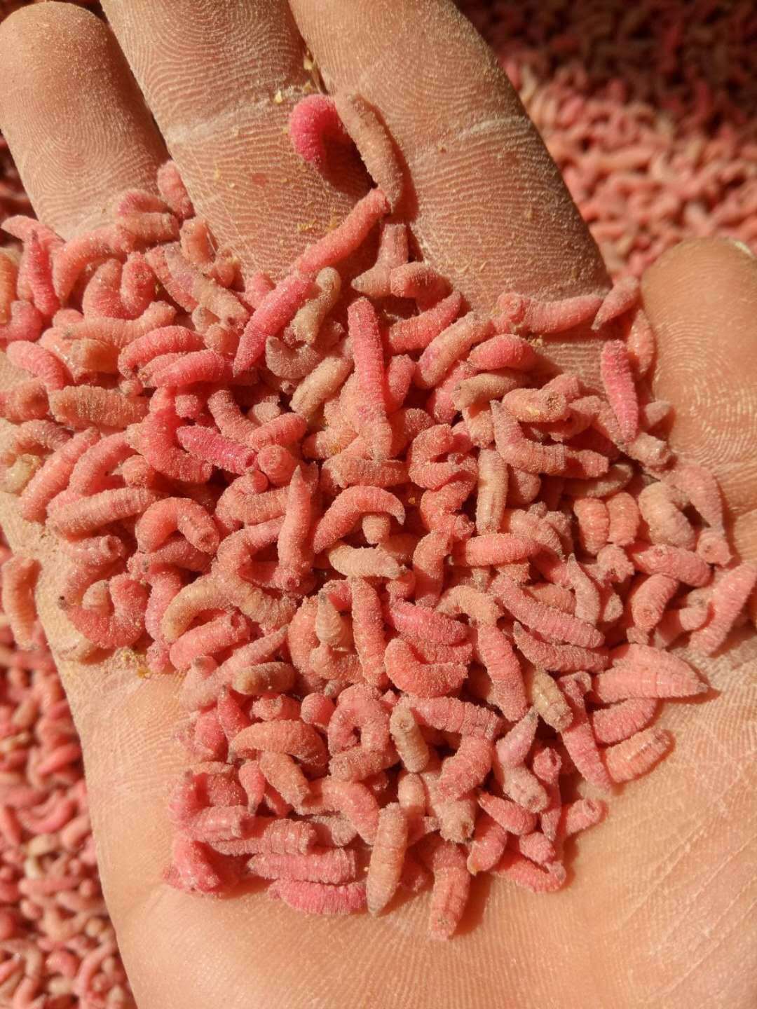 批发钓鱼蛆虫活体鱼饵活蛆肉蛆蛆牙子红色蛆虫瓶装渔具店货源大瓶