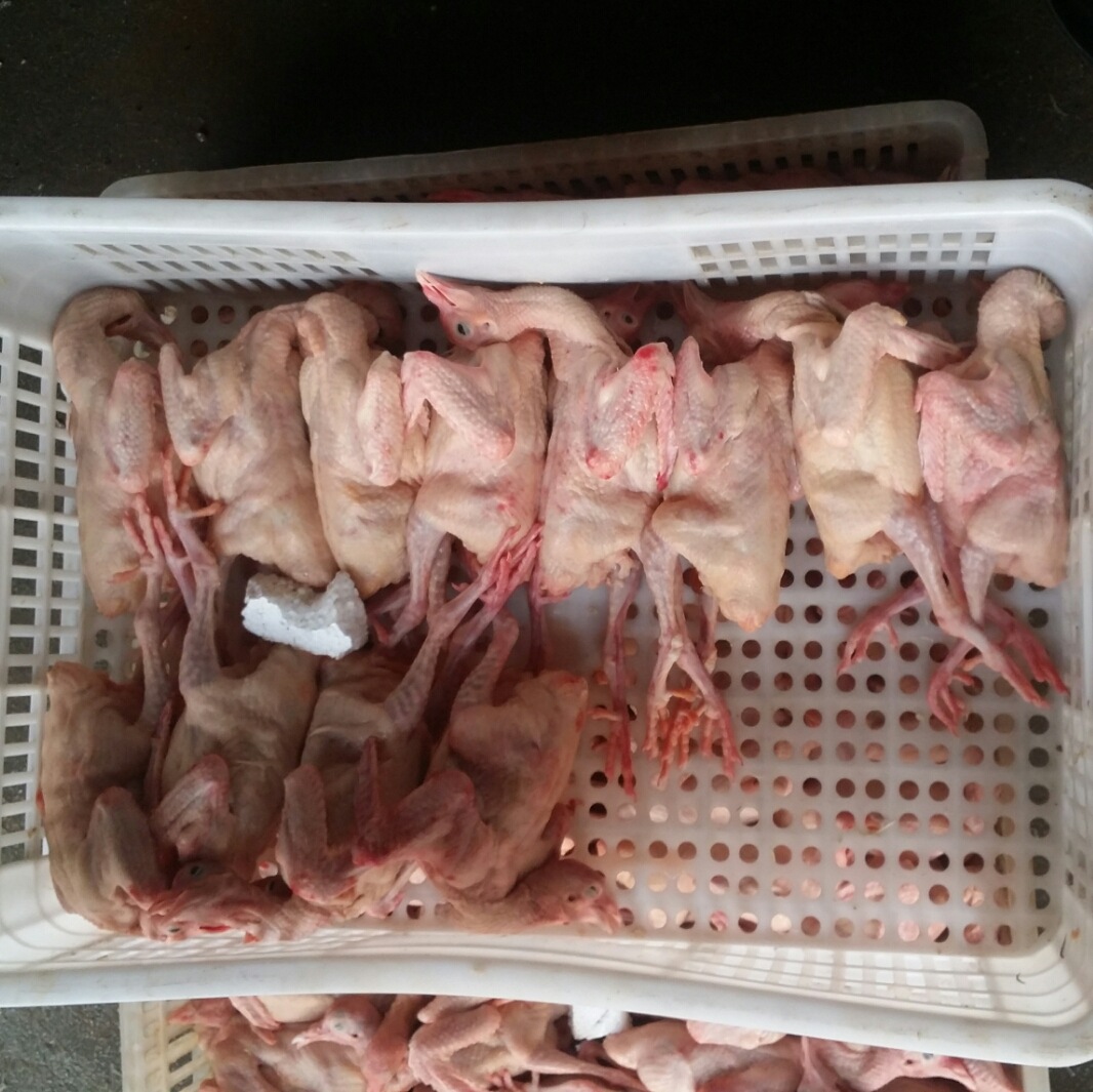 活体白羽王鸽鲜活乳鸽活毛鸽子能吃食的鸽子肉鸽活体肉鸽