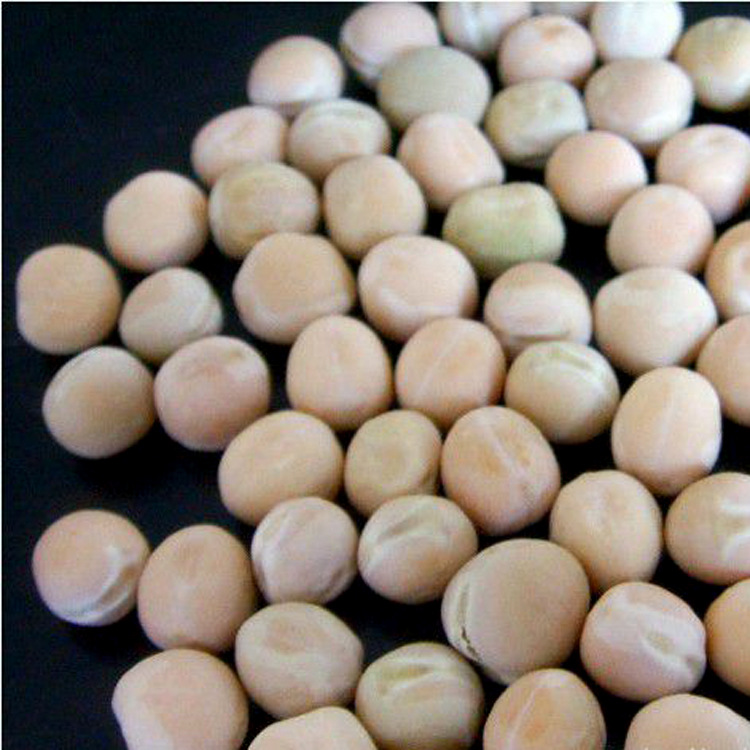 加拿大白豌豆种籽2019年新产特色蔬菜盆栽芽苗菜种子豌豆苗芽苗菜