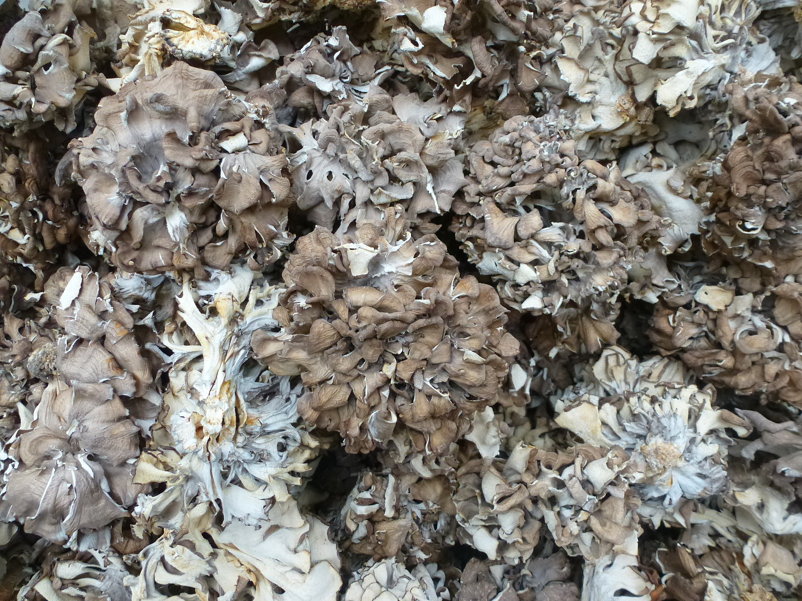 【裕菌隆】 灰树花 舞茸 中小朵型 灰树花干品 无泥沙特级舞茸