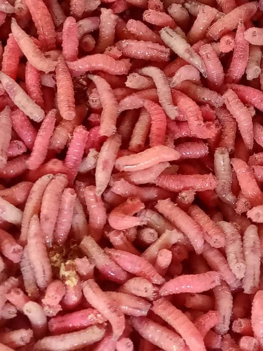 批发钓鱼蛆虫活体鱼饵活蛆肉蛆蛆牙子红色蛆虫瓶装渔具店货源大瓶