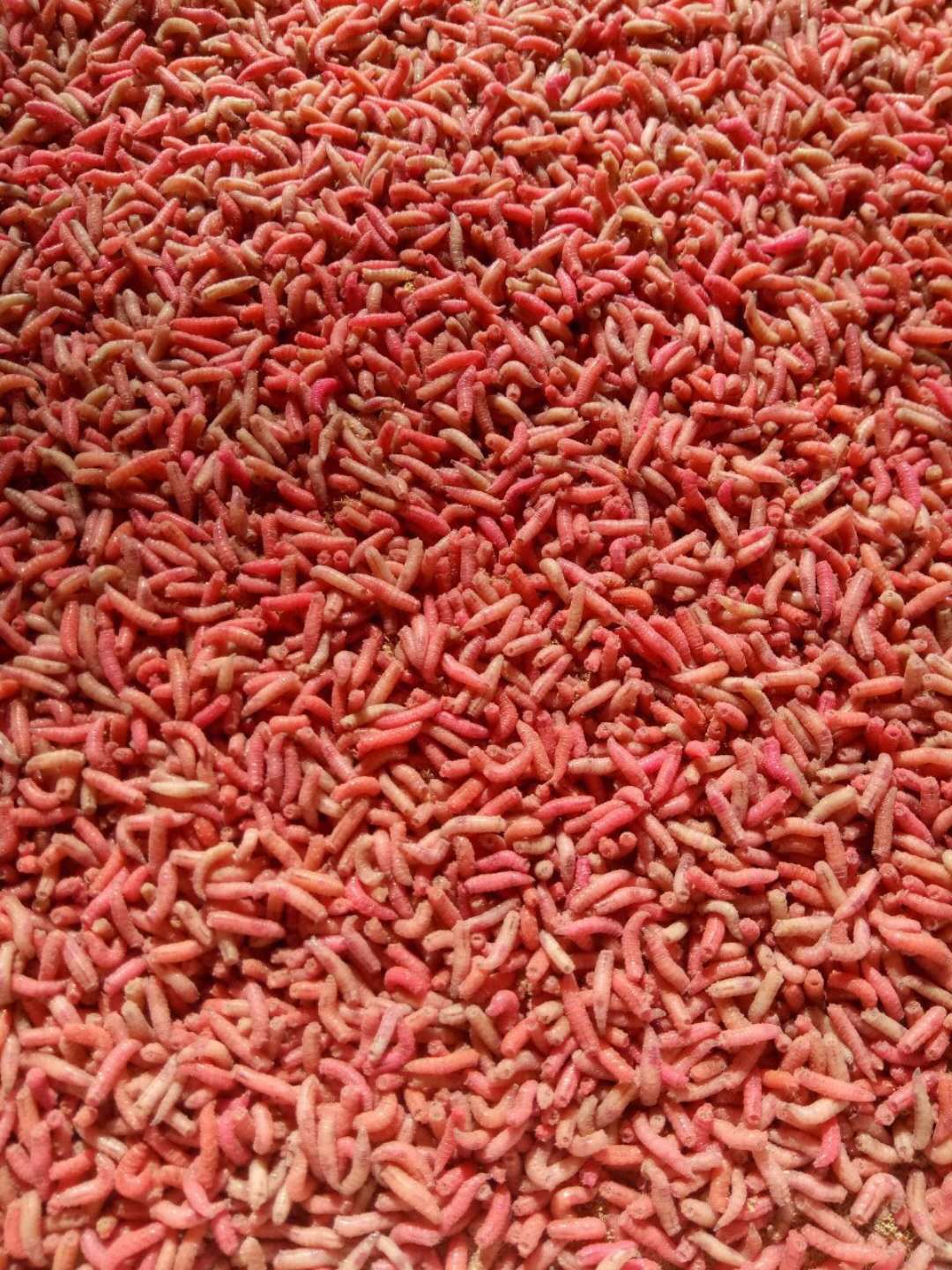 批发钓鱼蛆虫活体鱼饵活蛆肉蛆蛆牙子红色蛆虫瓶装渔具店货源大瓶