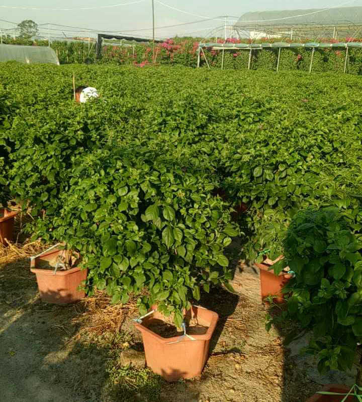 云南紫花三角梅盆景盆栽 室外庭院植物花卉三角梅盆栽基地直销