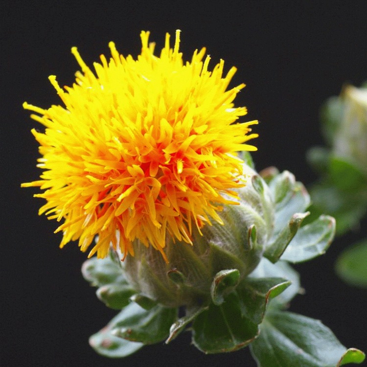 红花粉草红花浸膏粉红花浓缩粉