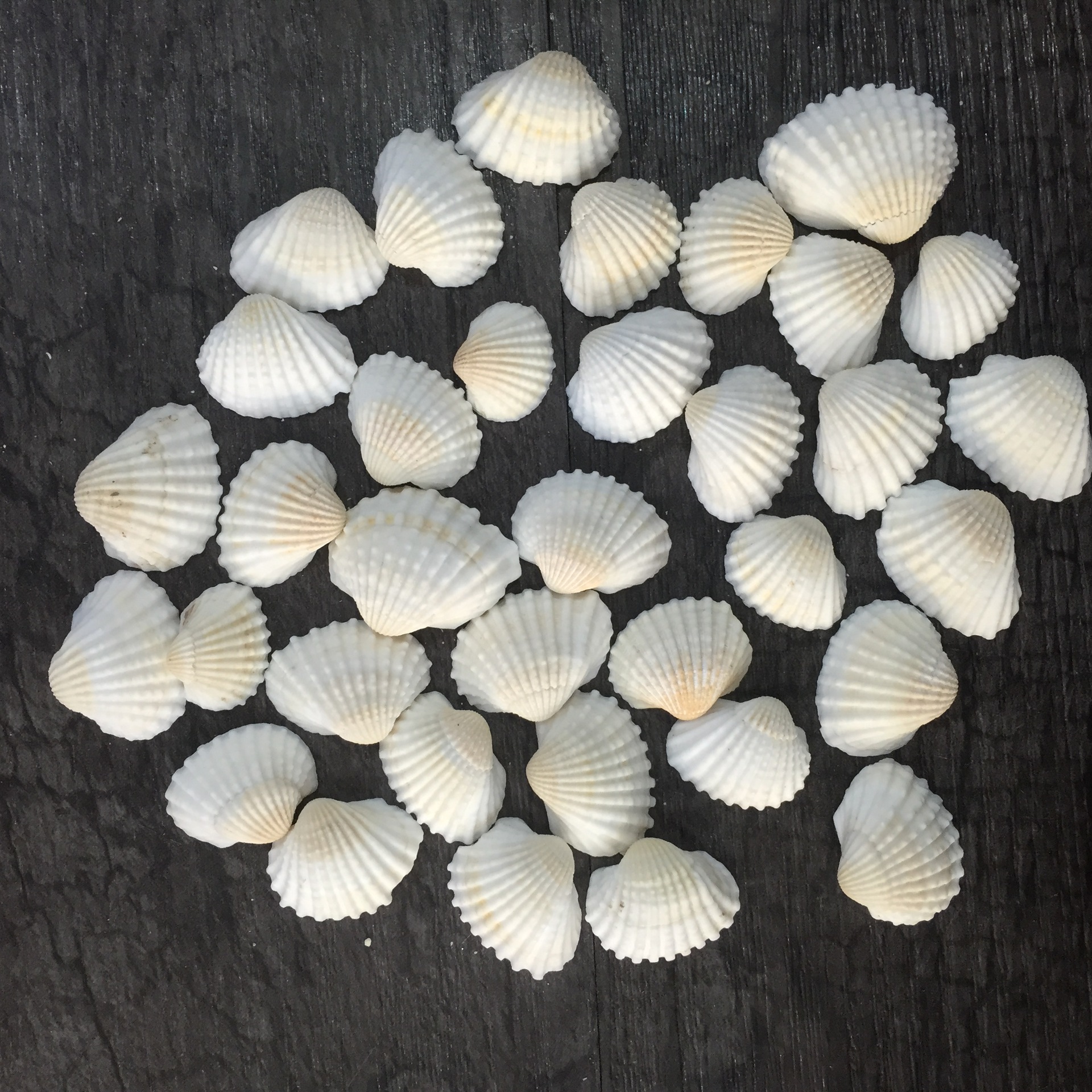 天然白贝壳 厂家直销 天然海螺贝壳 工艺品装饰 diy混款配件