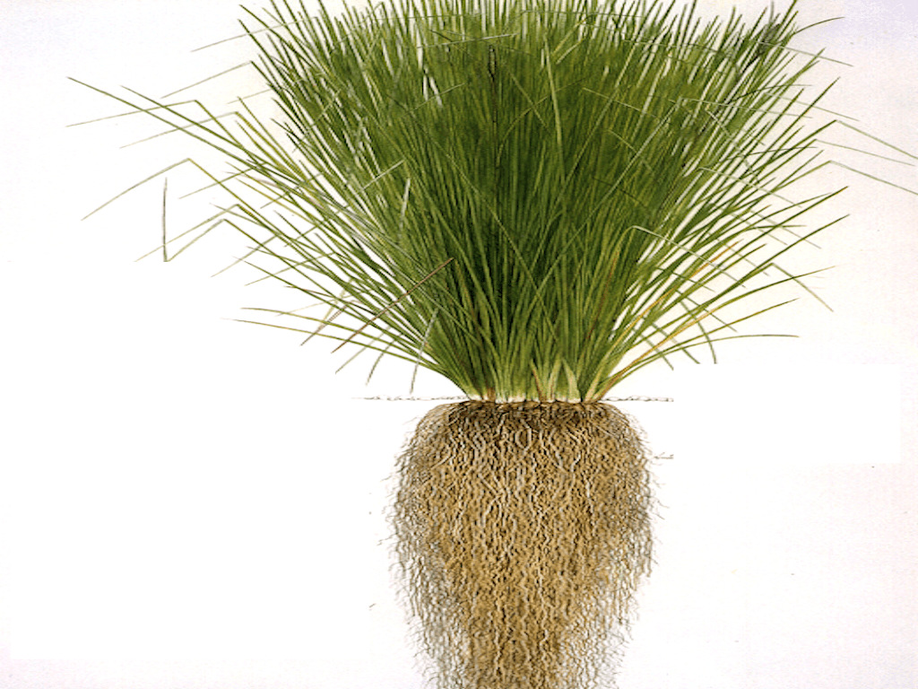 vetivert oil 岩兰草精油 英国进口 10 ml