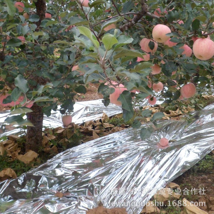 供应苹果反光膜 温室大棚蔬菜花卉采光保温专用 双面压光厂家批发