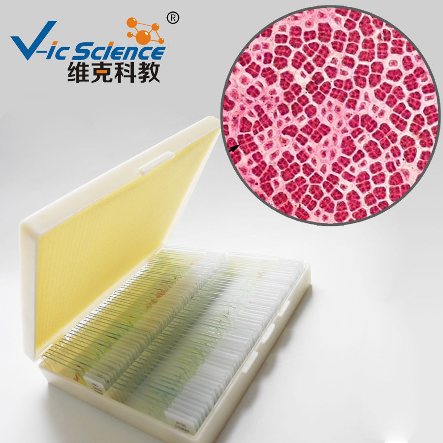 工厂直销紫菜精子囊装片红藻门植物动植物切片显微镜玻片标本
