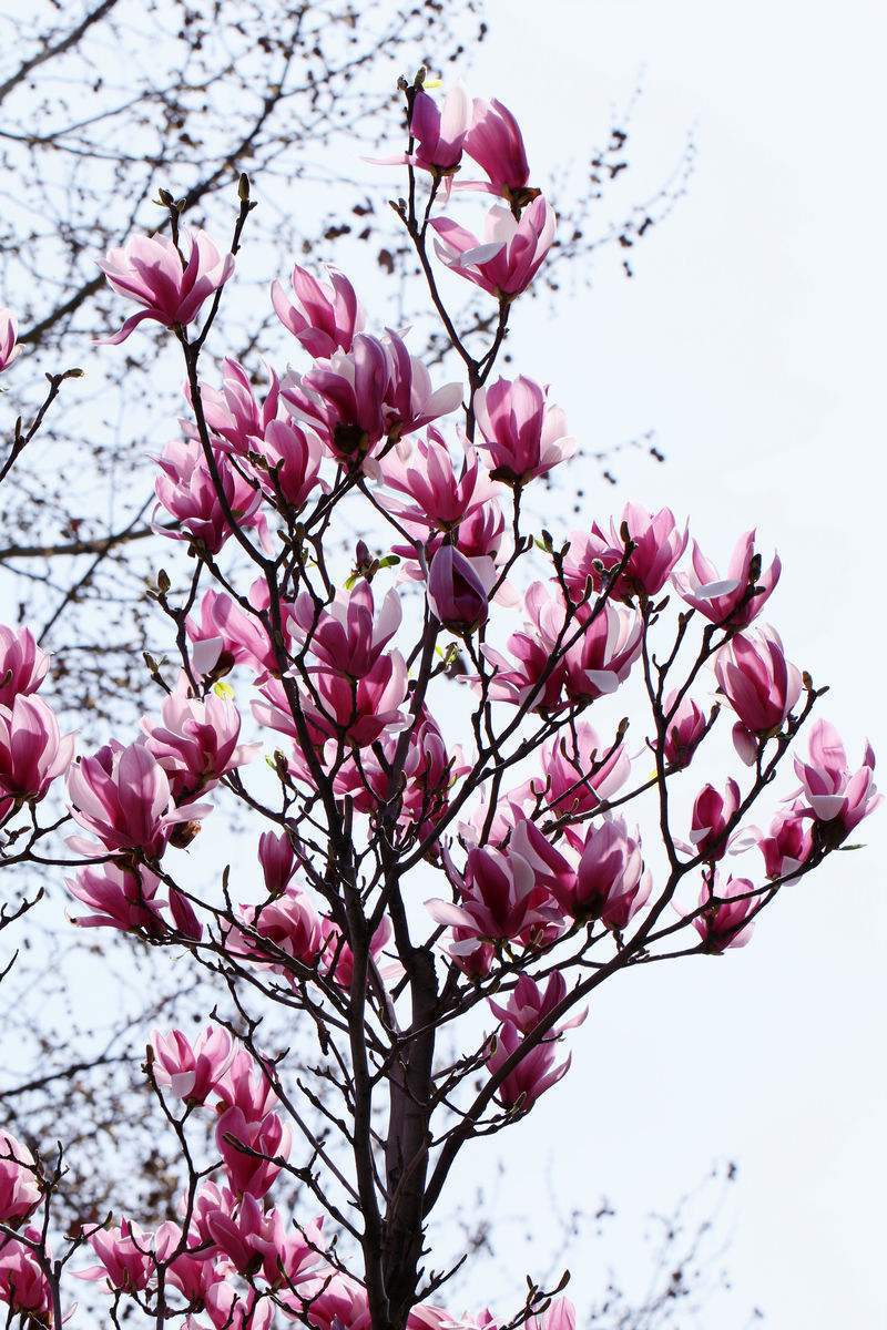 为中国特有植物,分布在中国云南福建湖北四川等地,紫玉兰为落叶乔木