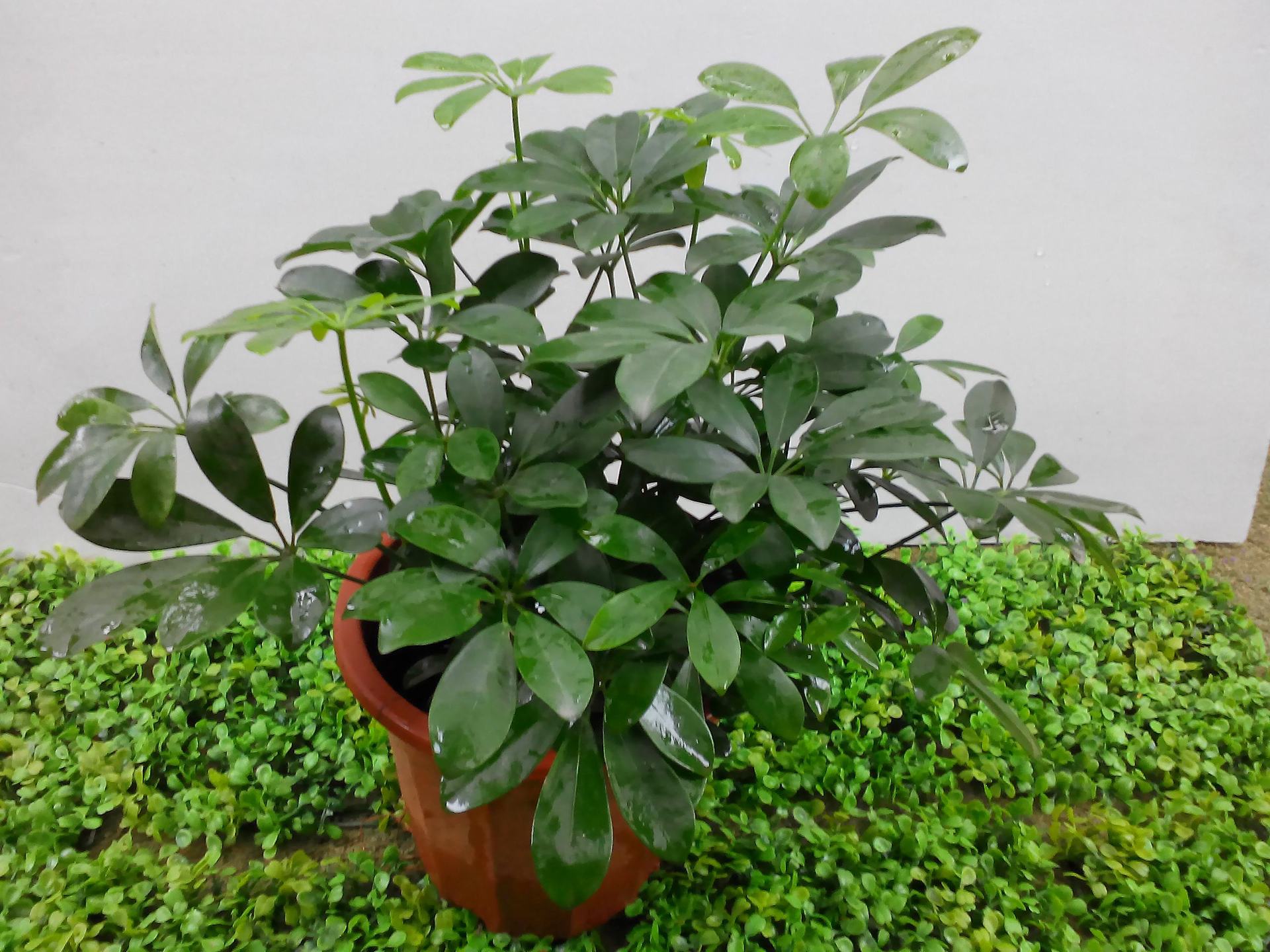 鸭脚 鹅掌柴 观叶绿植 别名七叶莲 发财树 常绿盆栽 花卉植物