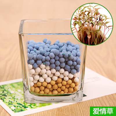 迷你植物小盆栽 负离子植物室内桌面失陪植物盆栽 心形草种子套餐