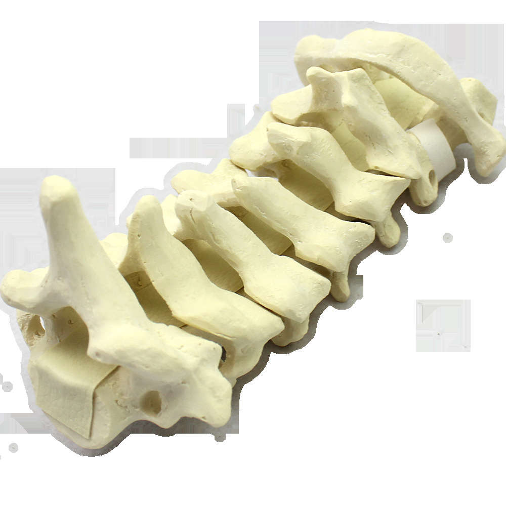 教学模型骨科手要练习awbonsawbone椎模七节手术术前骨科颈椎演示