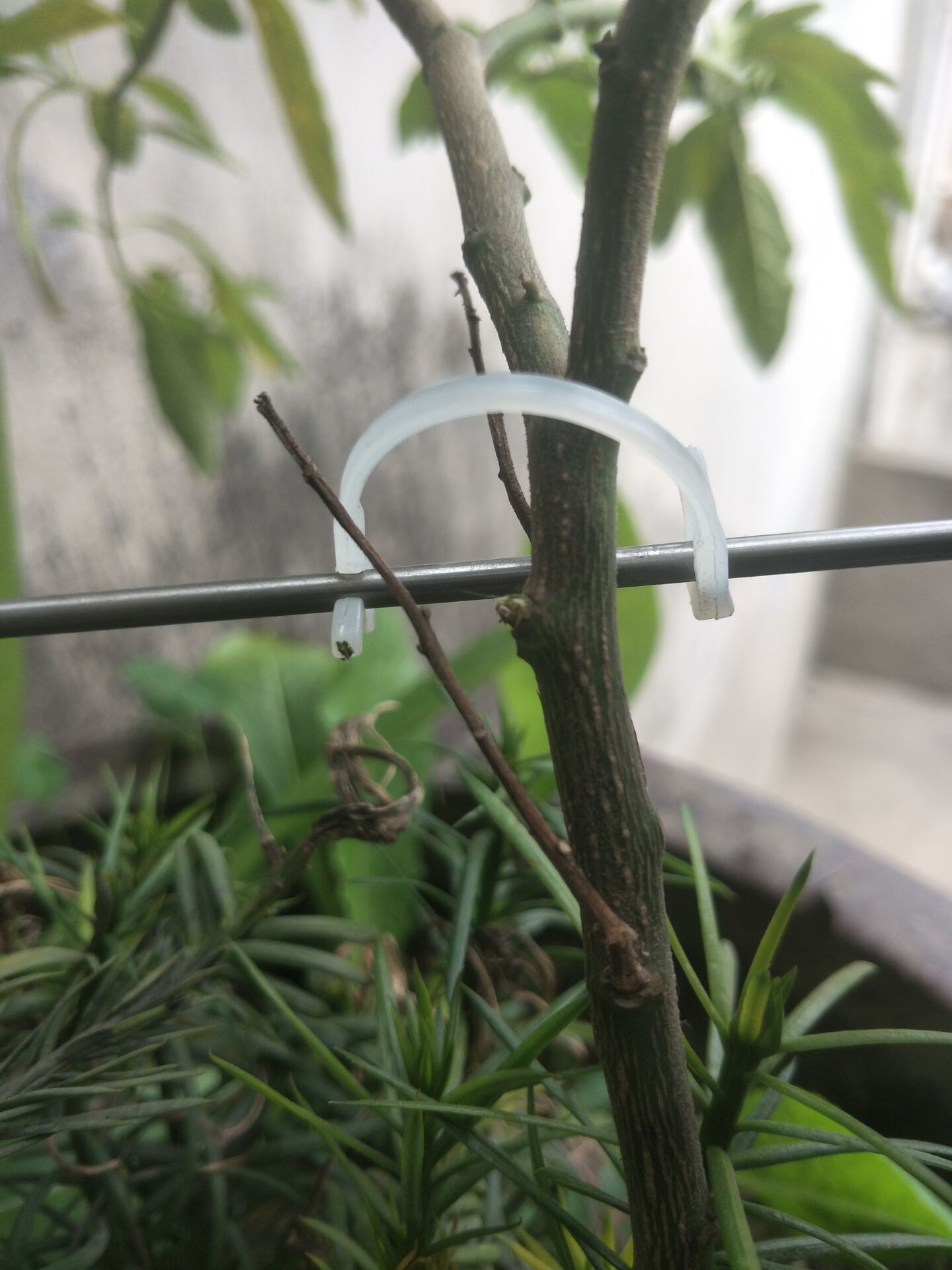 葡萄猕猴桃绑枝卡爬藤植物固定器绑扎卡绑枝卡