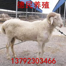 供应小尾寒羊大母羊价格 小母羊价格小尾寒羊孕羊多少钱一只？