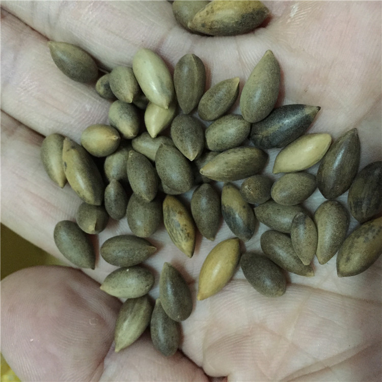 供应闽楠种子金丝楠木种子全国包邮发芽率高闽楠种子现货批发