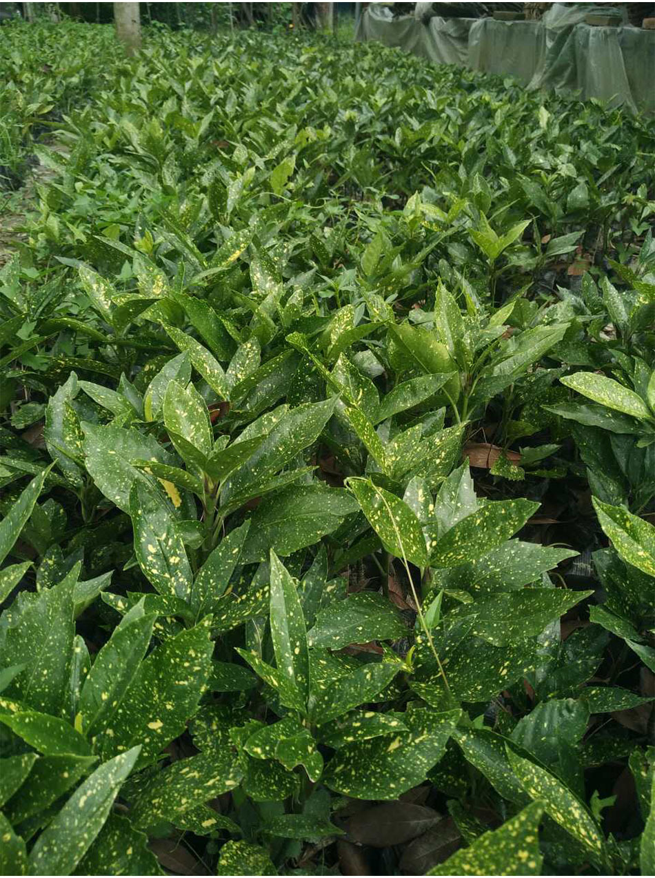 洒金桃叶珊瑚 景观工程绿化花叶苗木花木 观叶植物