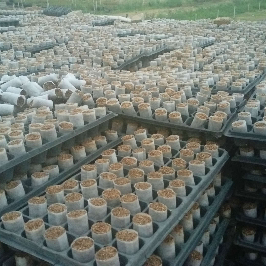 轻基质营养杯育苗杯育苗袋