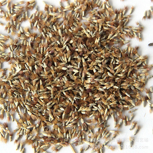 矢车菊矢车菊种子