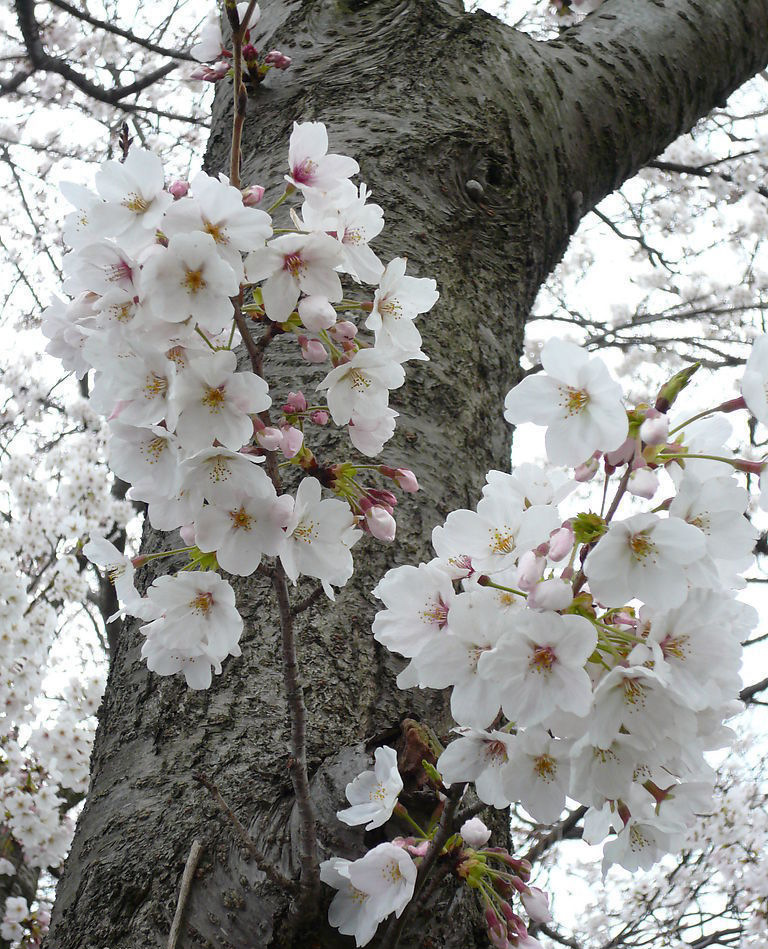 基地樱花直供早樱,晚樱,日本染井吉野樱花,5-20公分樱花树形优