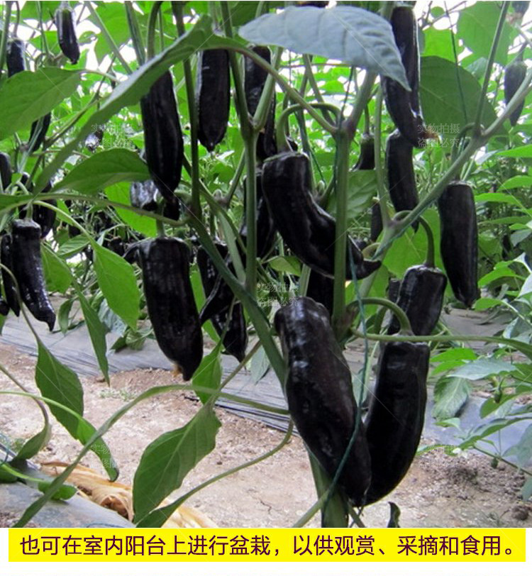 【紫龙椒紫椒种子】彩椒种子黑椒种子 黑辣椒种子 特菜种植 6粒装