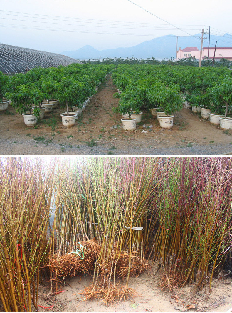 盆栽地栽果树苗嫁接桃树苗 紫肉血桃苗 红肉血桃 好成活 结果大苗