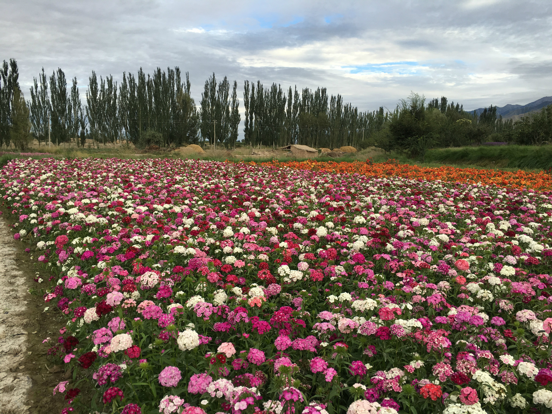 批发花卉花籽五彩石竹种籽常夏石竹美国石竹景区花海阳台量大优惠